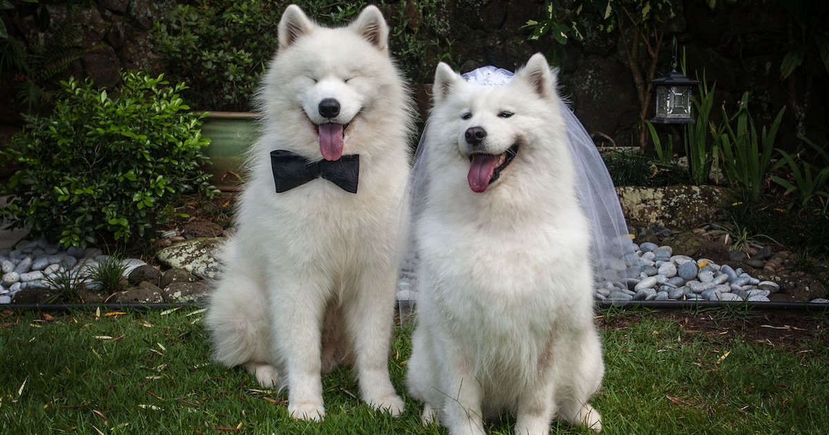 Dog Wedding Attire To Keep Your Pup Stylish on the Big Day