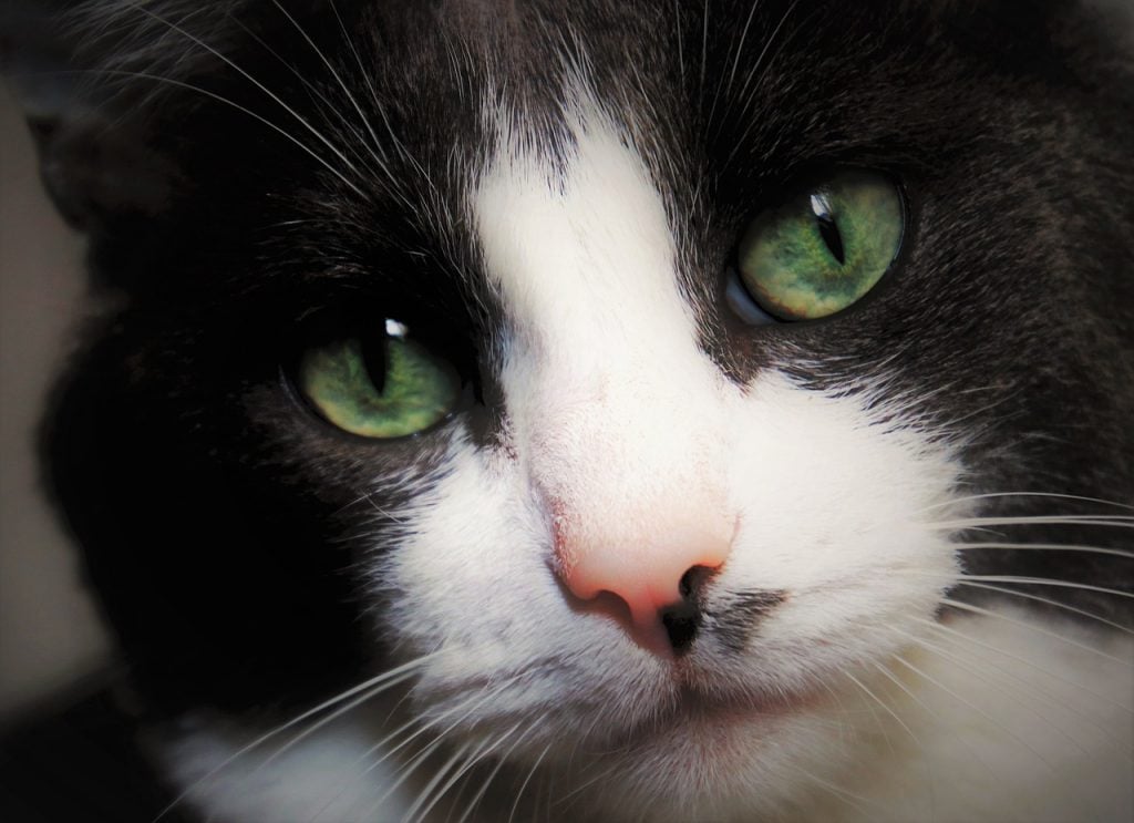 Black and White Cats 11 Fascinating Facts About These Dapper Felines