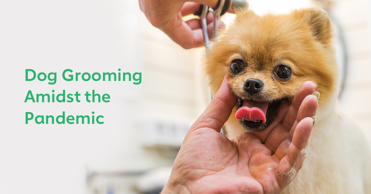 As Seattle Reopens, Who Gets Groomed First You or Your Dog? The Dog