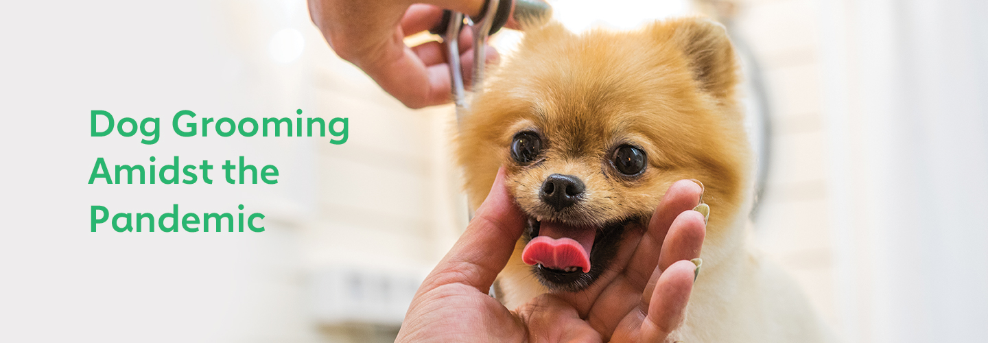 As Seattle Reopens, Who Gets Groomed First You or Your Dog? The Dog People by