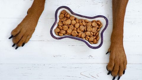 brown dog paws by a bowl of kibble
