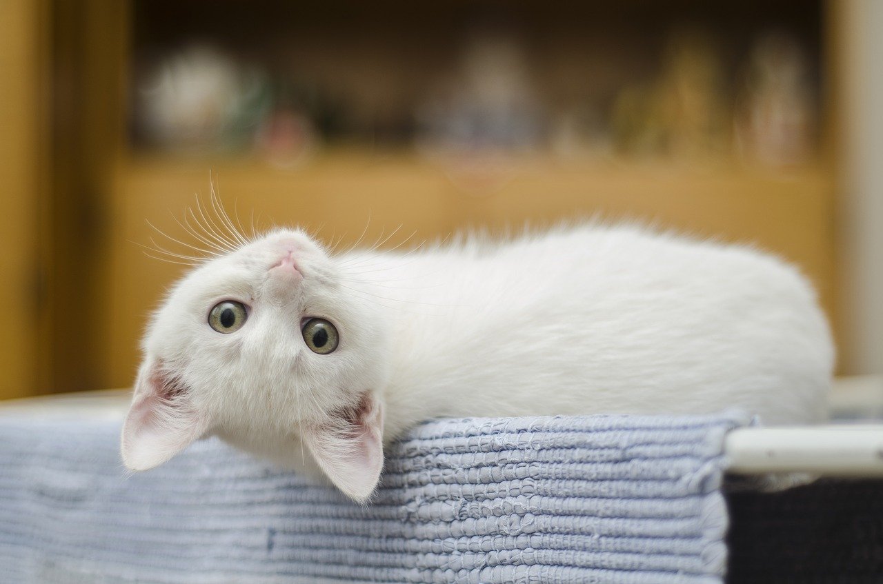 How Much Wet Food Should You Feed Your New Kitten 