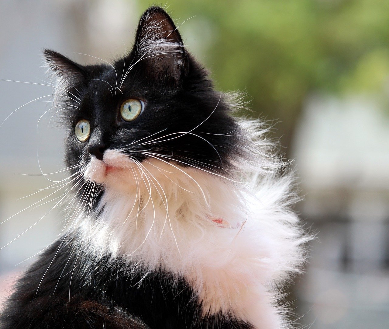 black and white spotted cat with green eyes