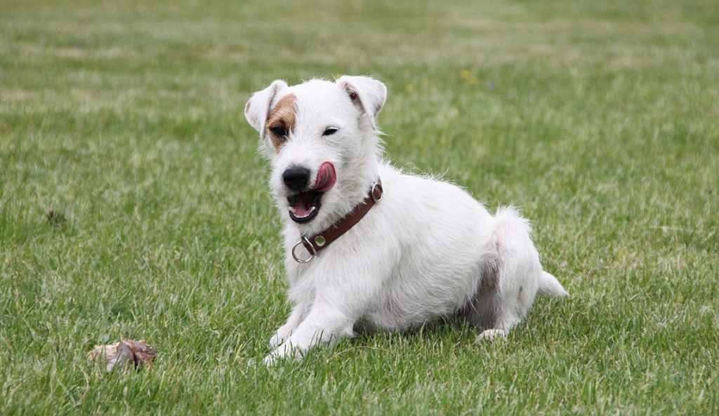 best dog food no chicken