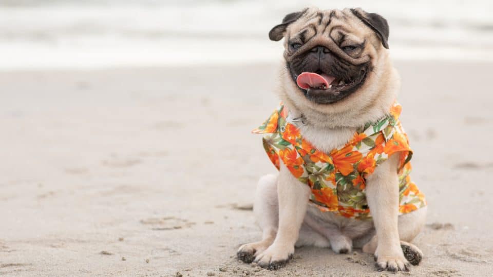 pug in floral shirt on beach