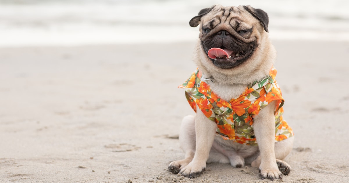 READ DESCRIPTION BELOW Dog Shirt Dog Clothing Beach Clothes for Dogs Hawaiian Shirt Gift for Dogs Summer Clothing