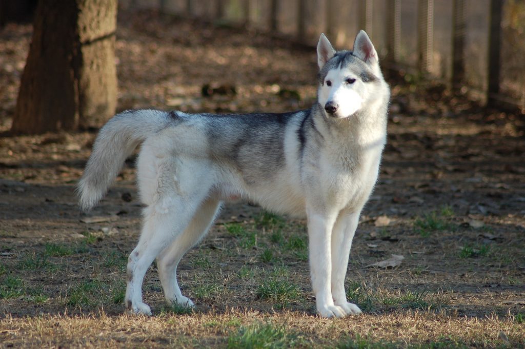 Siberian Husky Dog Breed Facts & Information | Rover.com