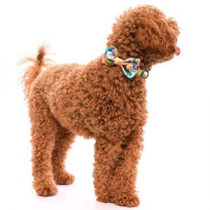 dog wearing Foggy Dog bow tie on collar in wildflower print
