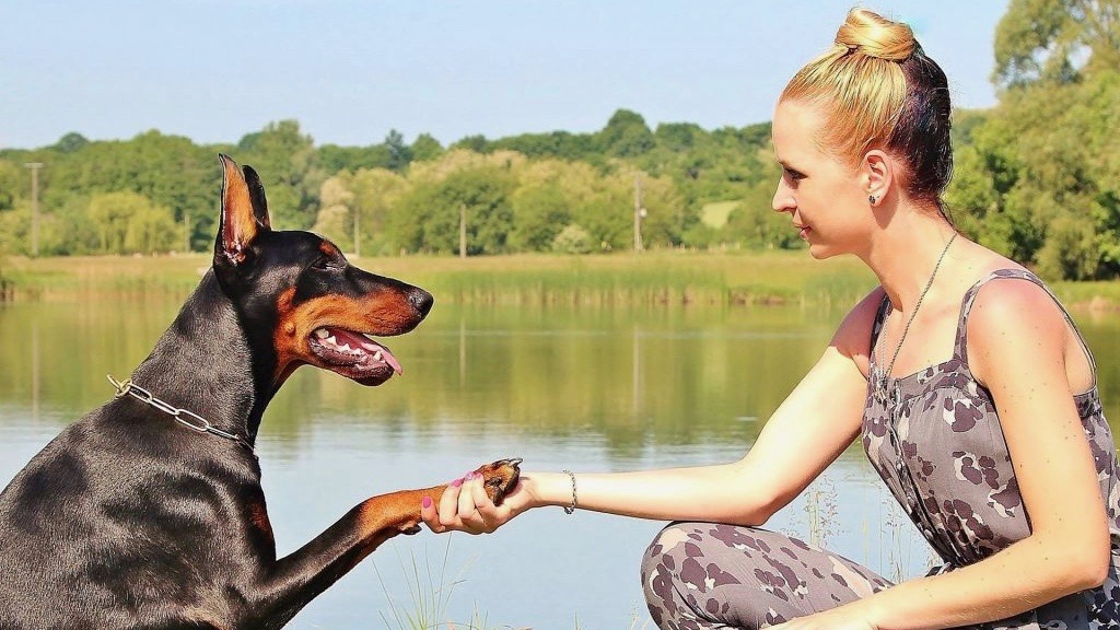 water wipes for dogs