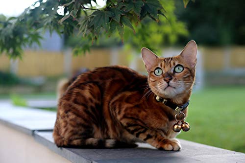 Cat wearing Beau's bells on collar