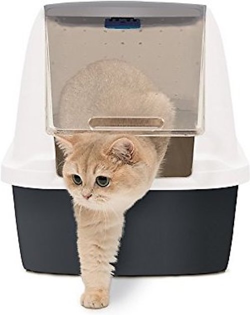 cat stepping out of Catit Magic Blue litter box