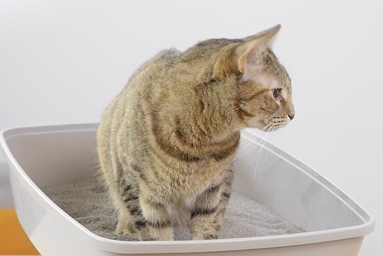 chewy tidy cats breeze