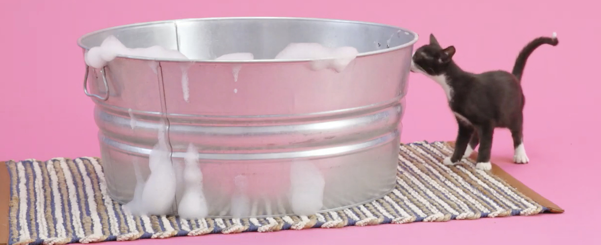 Cleaning Up Kitty The Best Cat Shampoos to Fight Dander and Dirt