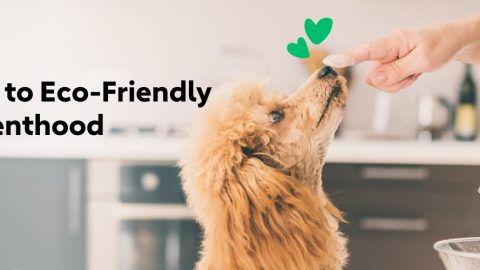 A guide to eco-friendly pet parenthood