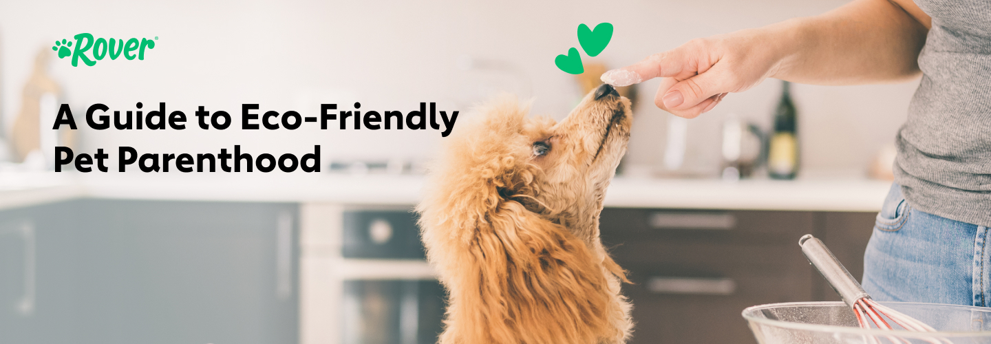 A Guide to Being a More Eco-Friendly Pet Parent