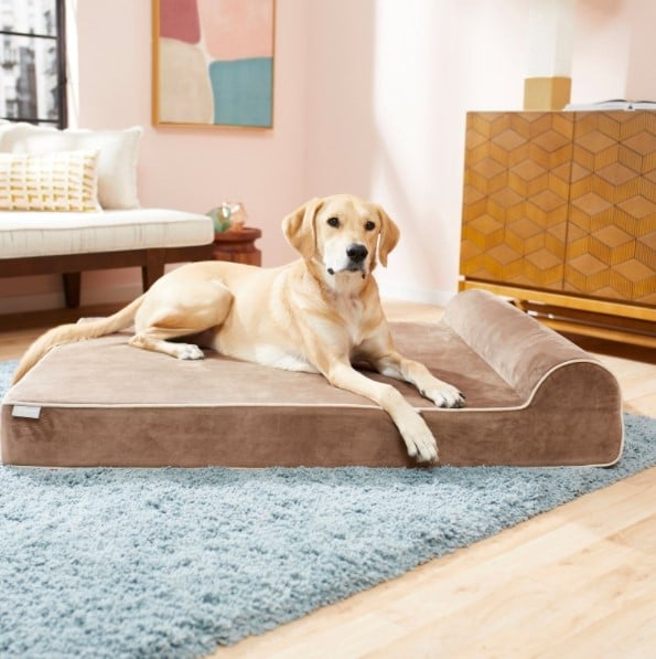 dog lying on brown Frisco orthopedic chaise