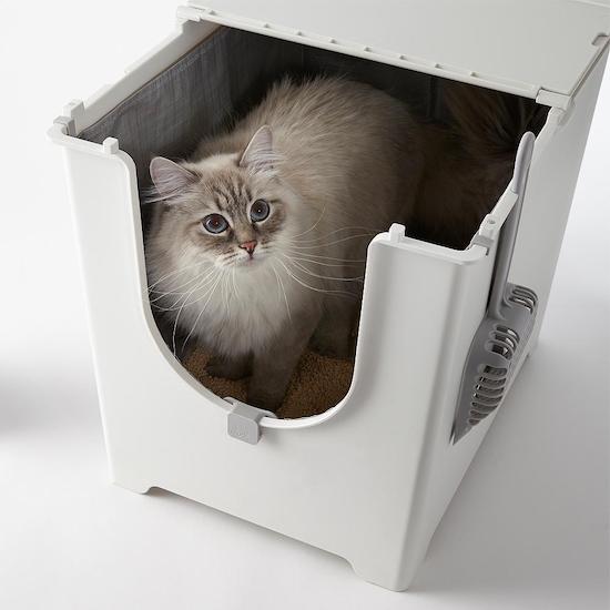 cat inside Modkat flip box