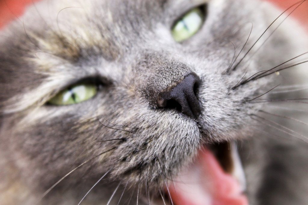 angry cat