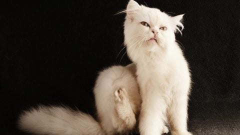white cat scratching