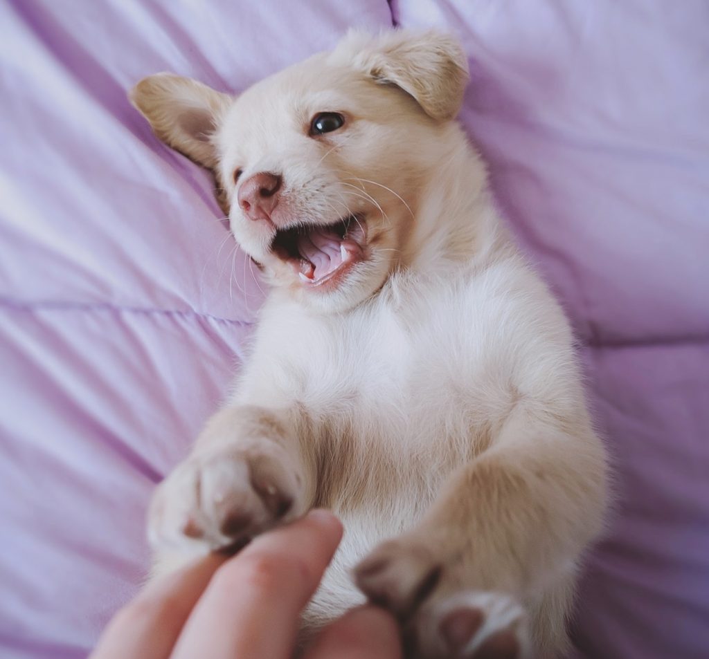 golden retriever puppy playing on her back