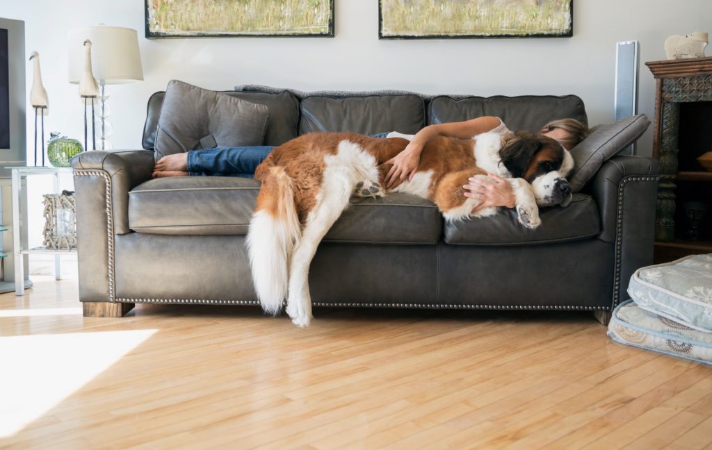 woman with st. bernard snuggling on couch