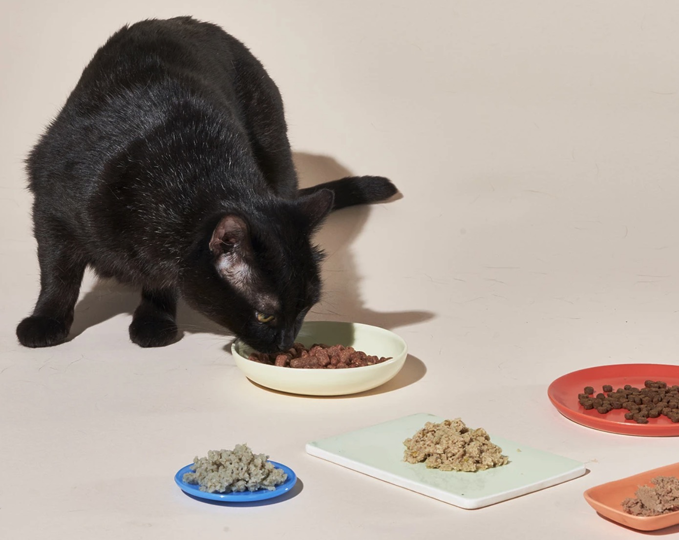 The Best Fresh Cat Food Delivery According to Real Cats Who Like Food