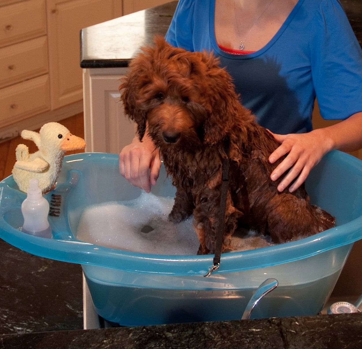 Best Dog Bathtubs Scrub a Dub Dub, Wash Your Pup In These Tubs