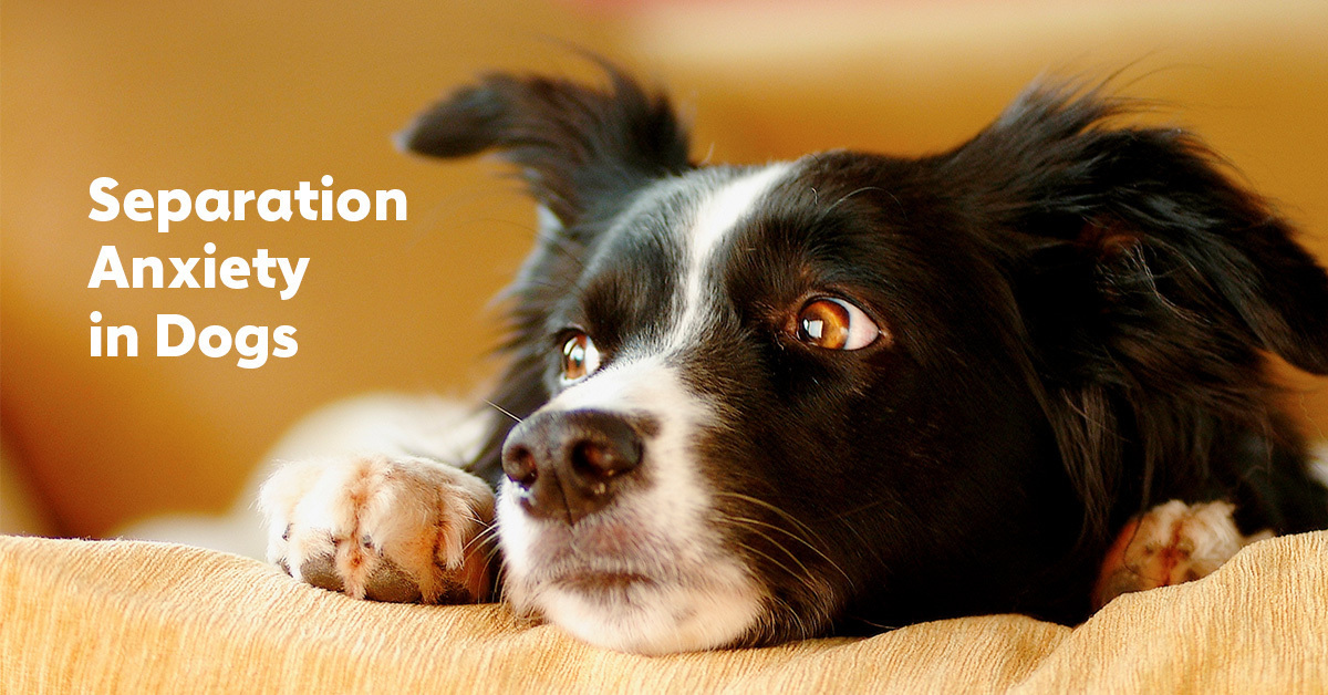 Separation Anxiety in Dogs What It Is and How to Help
