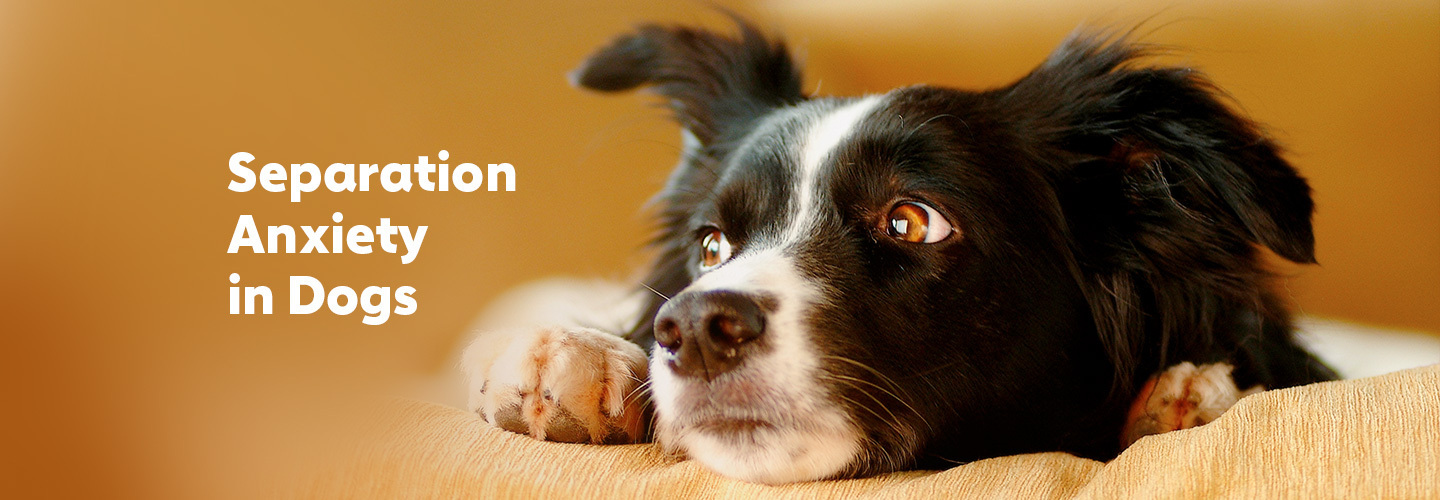Separation Anxiety in Dogs: What It Is and How to Help