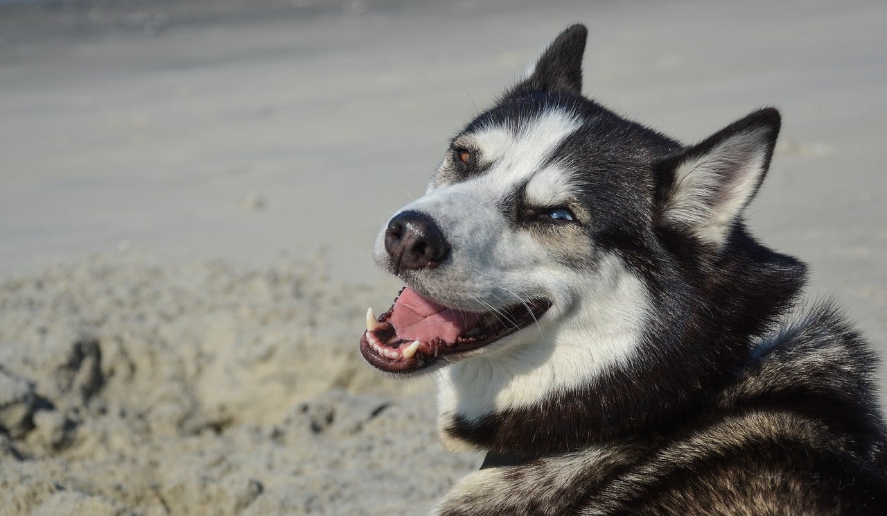 7 Wolfish Dog Breeds That Look Like Huskies The Dog People By Rover Com
