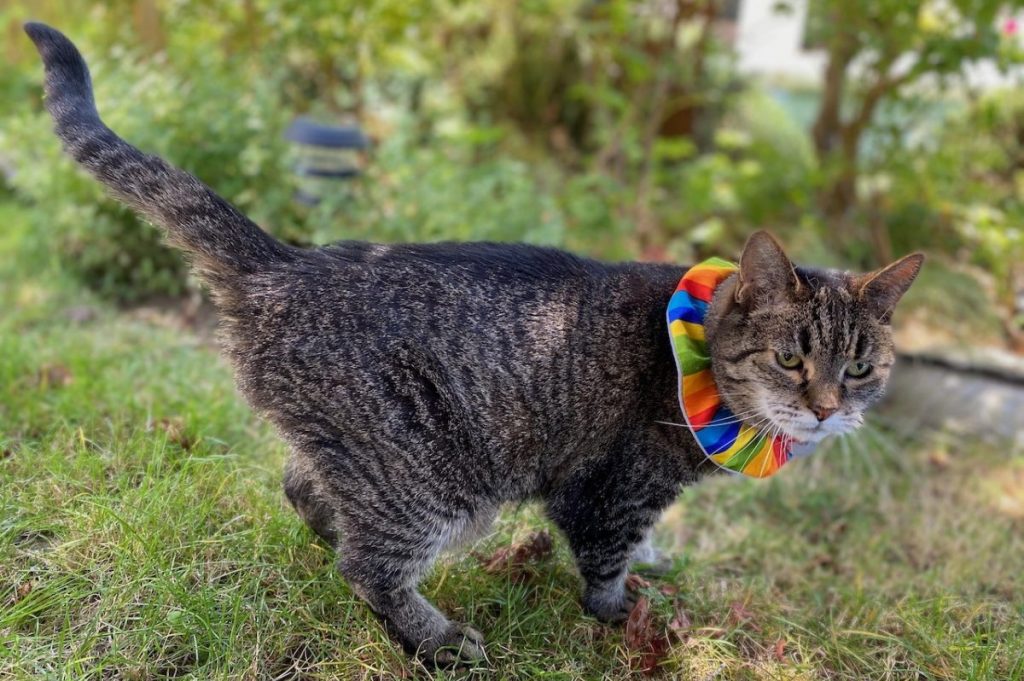 cat wearing colorful Birdsbesafe collar