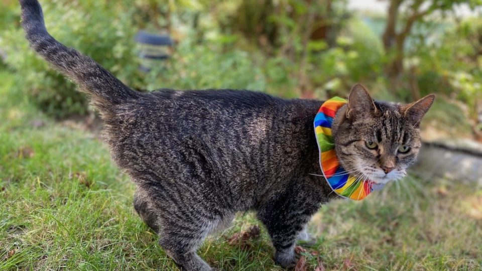 cat wearing colorful Birdsbesafe collar
