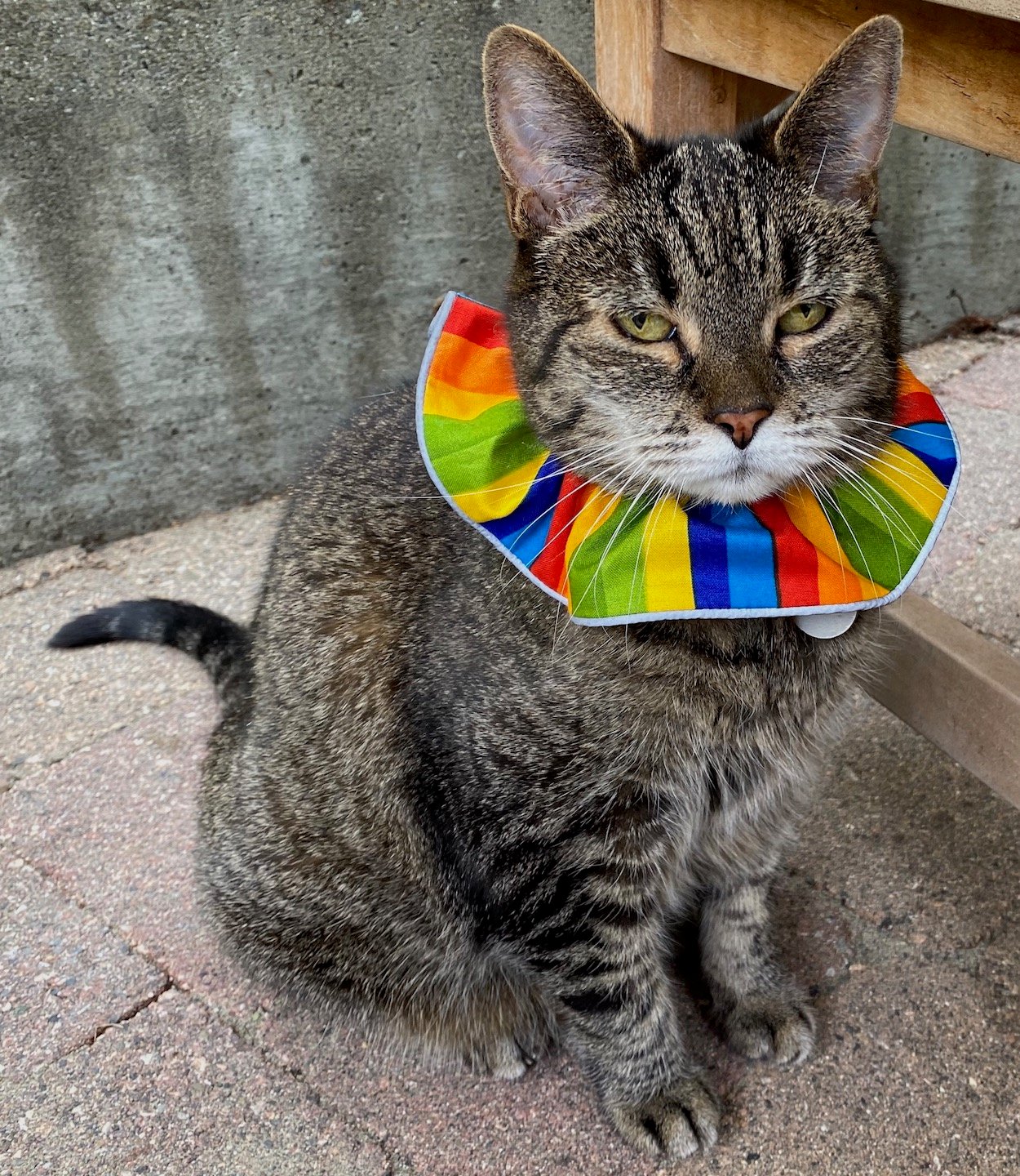 BirdSafe Cat Collar Protect Birds From Cats With This Hilarious Collar