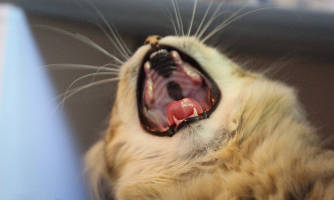 Do Cats Have Baby Teeth? What to Know About Kitten Teeth