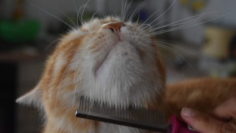 cat being combed