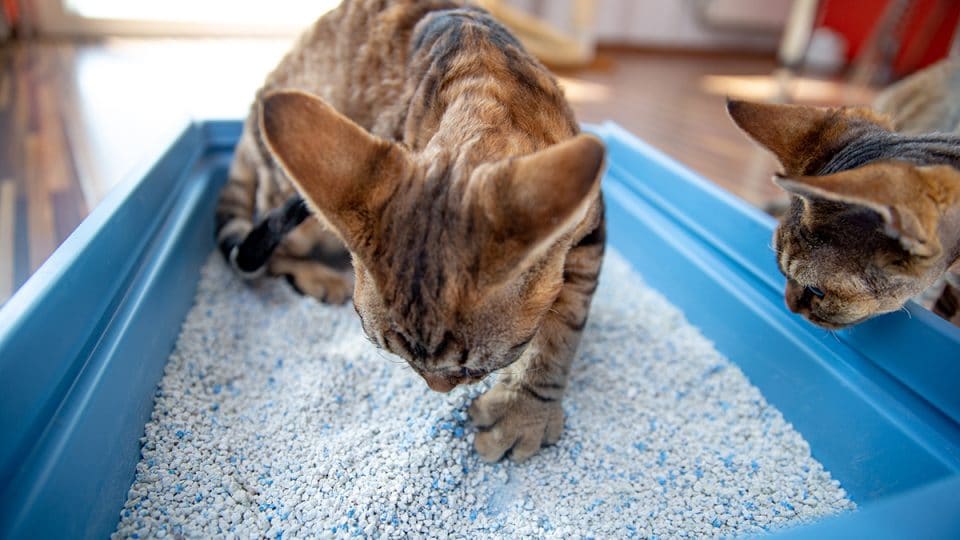 cat scratching at dust free cat litter