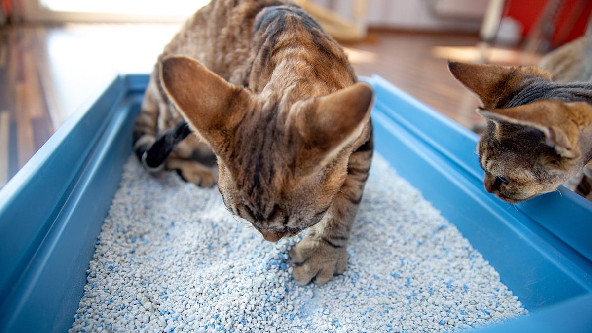 Dust Free Cat Litter Come Clean With A Dust Free Cat Litter
