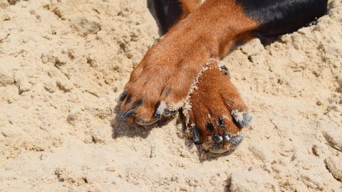 Two dog legs crossed on a sandy beach.