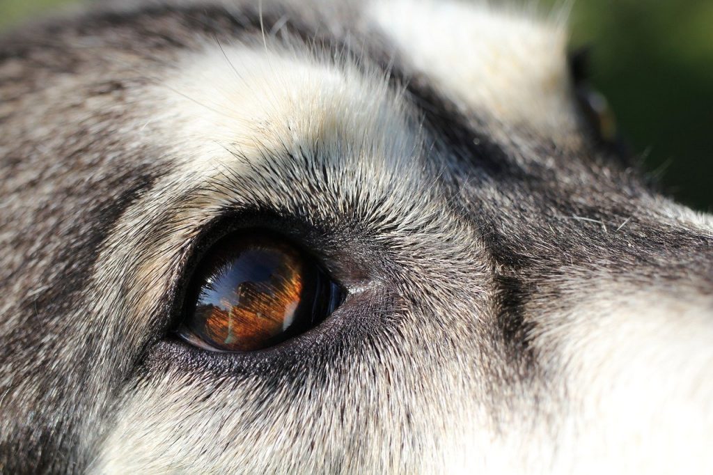 natural eye cleaner for dogs