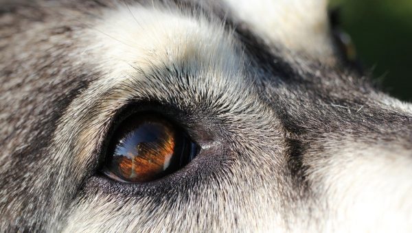 how do thunder jackets work