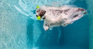 Jack Russell catching tennis ball under water