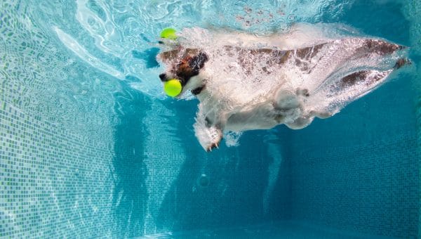 Jack Russell catching tennis ball under water