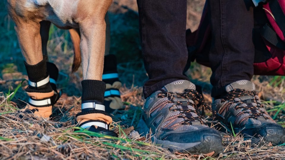 walking boots for dogs