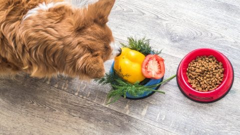 a small dog looks at a bowl of veggies on the floor
