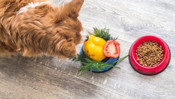a small dog looks at a bowl of veggies on the floor