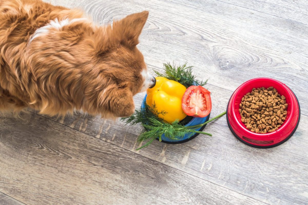 The 12 Best Natural and Organic Dog Foods That Won't Break the Bank