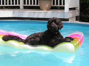 Summer dog in pool