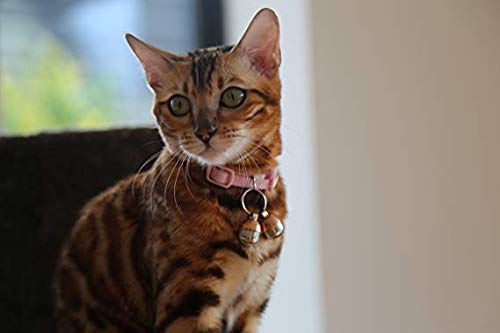 cat wearing Beau's copper bells