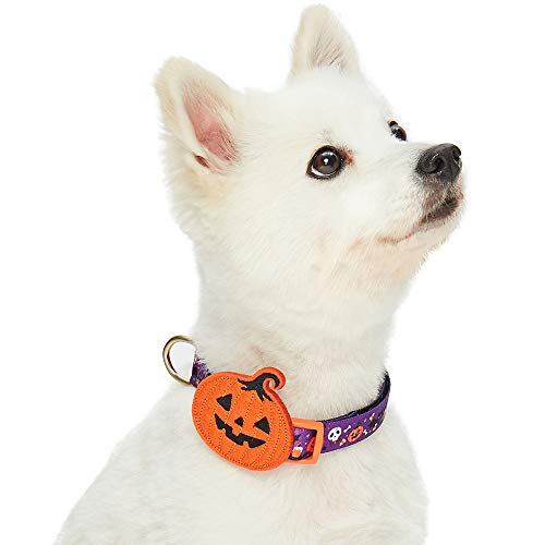 white dog with Halloween costume collar with Jack-o'-Lantern
