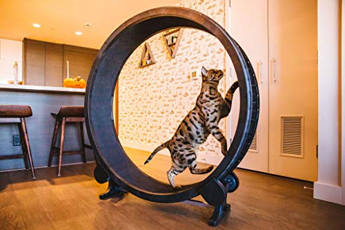 cat on One Fast Cat wheel